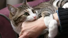 Deze kleur in het interieur drijft katten langzaam tot waanzin – check je huis