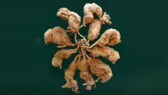 Rattenkoning: mythe of zeldzame realiteit, en waarom wetenschappers daarover twisten