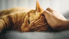 Hoe aai je een kat op de juiste manier: zelfs de meest kieskeurige kat kan niet weerstaan