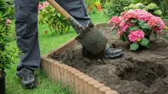 Planten en vergeten: struiken die er luxueuzer uitzien dan rozen zonder voortdurend onderhoud