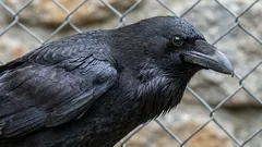 Ze kunnen de toekomst plannen: een ornitholoog vertelt over een vogel met een unieke vaardigheid