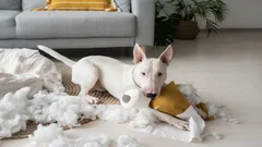 Grenzeloze kracht: deze 3 hondenrassen vergeven zwakte bij hun baasje nooit