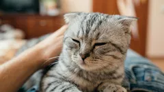 Hoe je merkt dat je kat van je houdt: een zoöloog onthult 6 duidelijke signalen