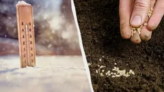 Al in mei zal de moestuin vol zijn: een tuinier vertelde wat er in februari gezaaid moet worden