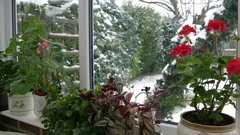 Hoe je kamerplanten in de winter redt van droge lucht: een bloemist geeft simpele tips