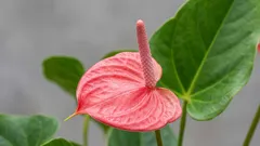 Experts noemen de ideale plek voor de spathiphyllum: hij bloeit het hele jaar door