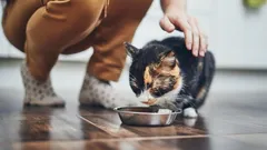 Zoölogen onthullen de beste manier om een kat te roepen zodat ze zeker komt