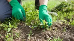 Veel mensen trekken hem voor niets uit: deze plant is geen onkruid, maar een onmisbare helper in de tuin