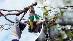 Ze overleven het misschien niet: een hovenier noemt planten die je in de winter absoluut niet moet snoeien