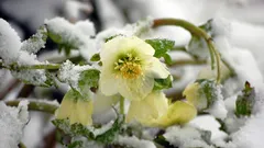 De mooiste vaste planten: bloeien zonder verzorging en sieren de tuin tot aan de vorst